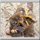 Philanthus triangulum - Bienenwolf 014.jpg